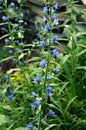 Viper Bugloss showy biennial weed in summer garden